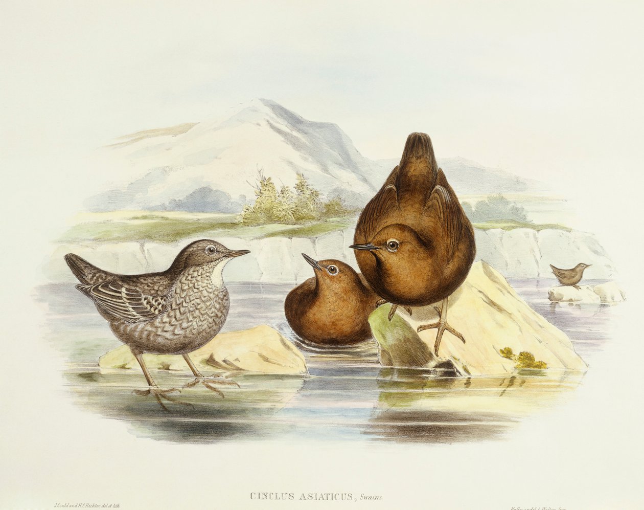 Bruine waterspreeuw (Cinclus pallasii), Gravure door John Gould door John Gould