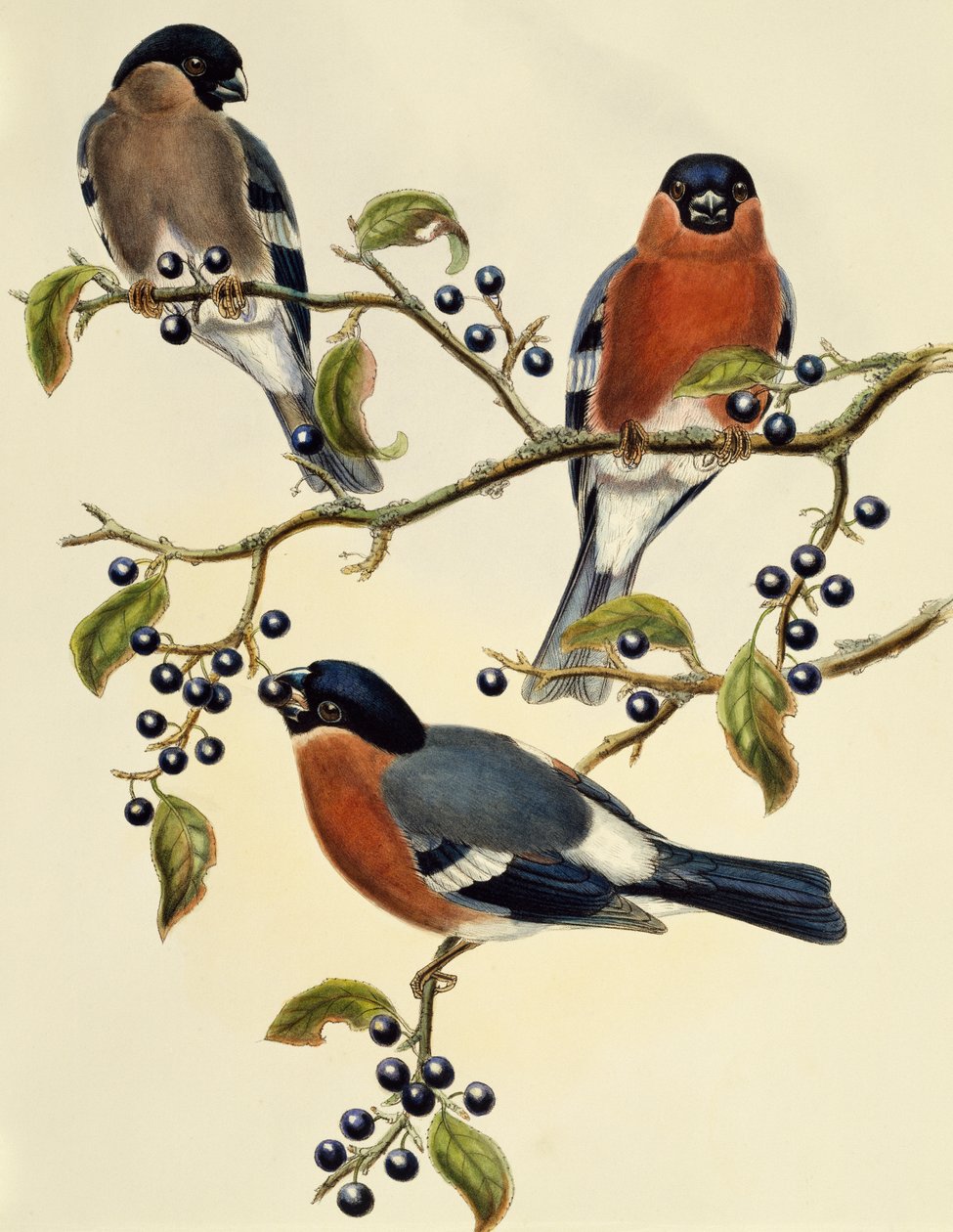 Goudvink (Pyrrhula pyrrhula), gravure door John Gould (1804-1881), Verenigd Koninkrijk door John Gould