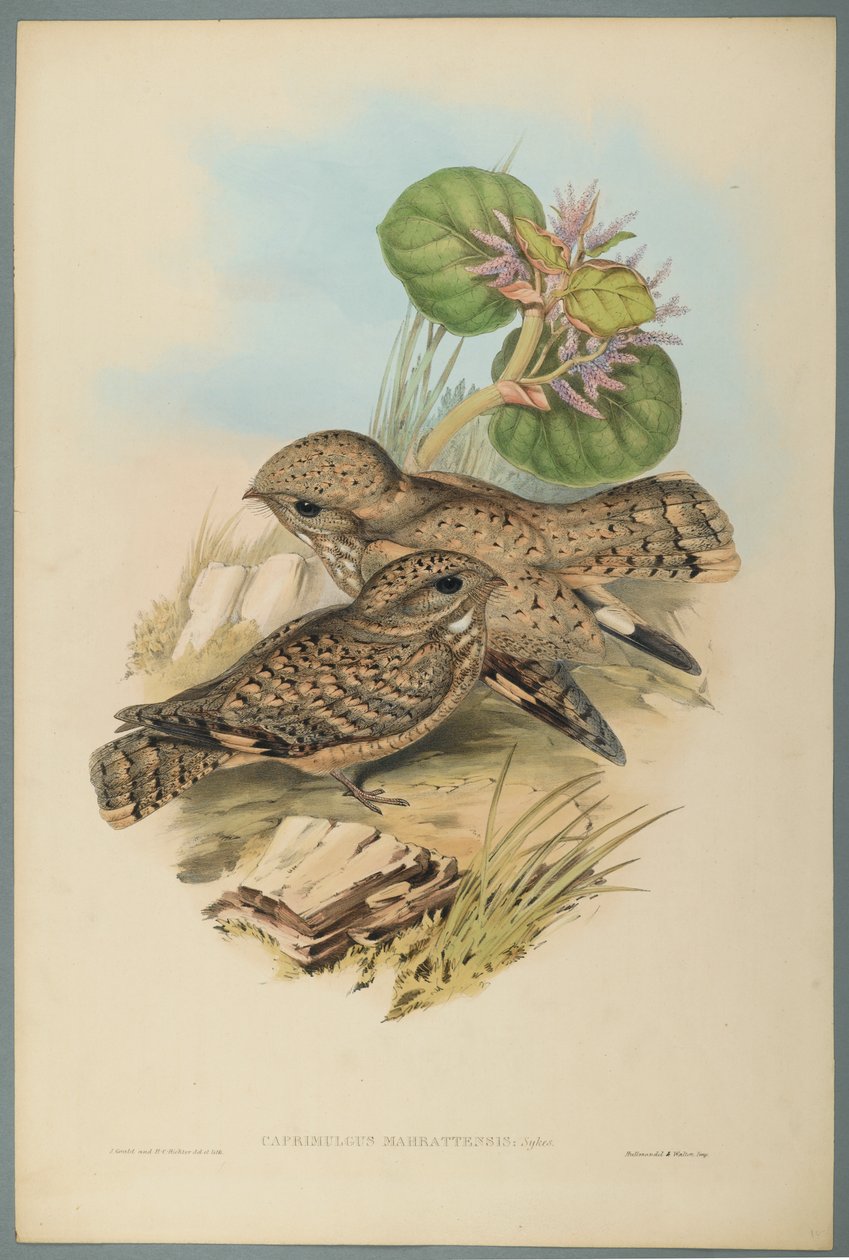 Caprimulgus Mahrattensis, Nachtzwaluw door John Gould