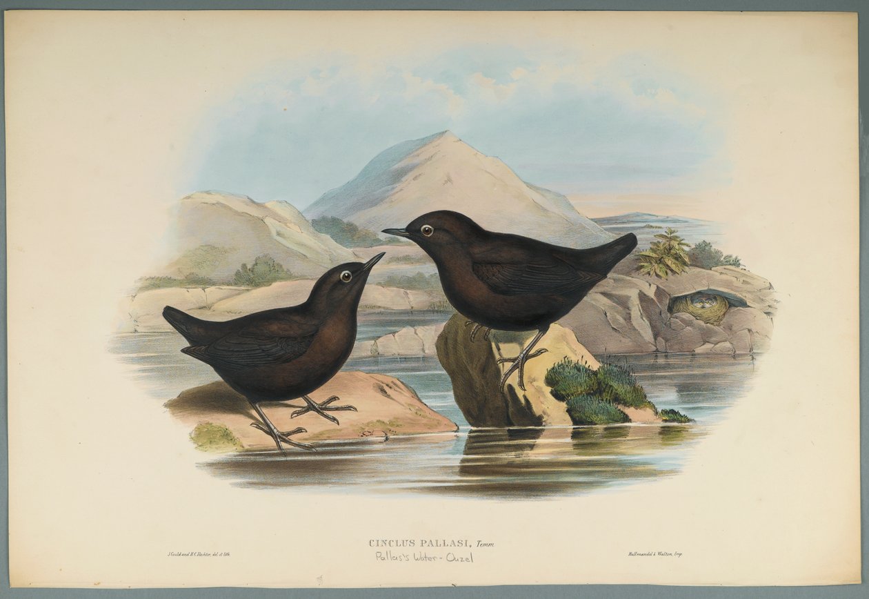 Cinclus Pallasi: Pallas Waterspreeuw door John Gould