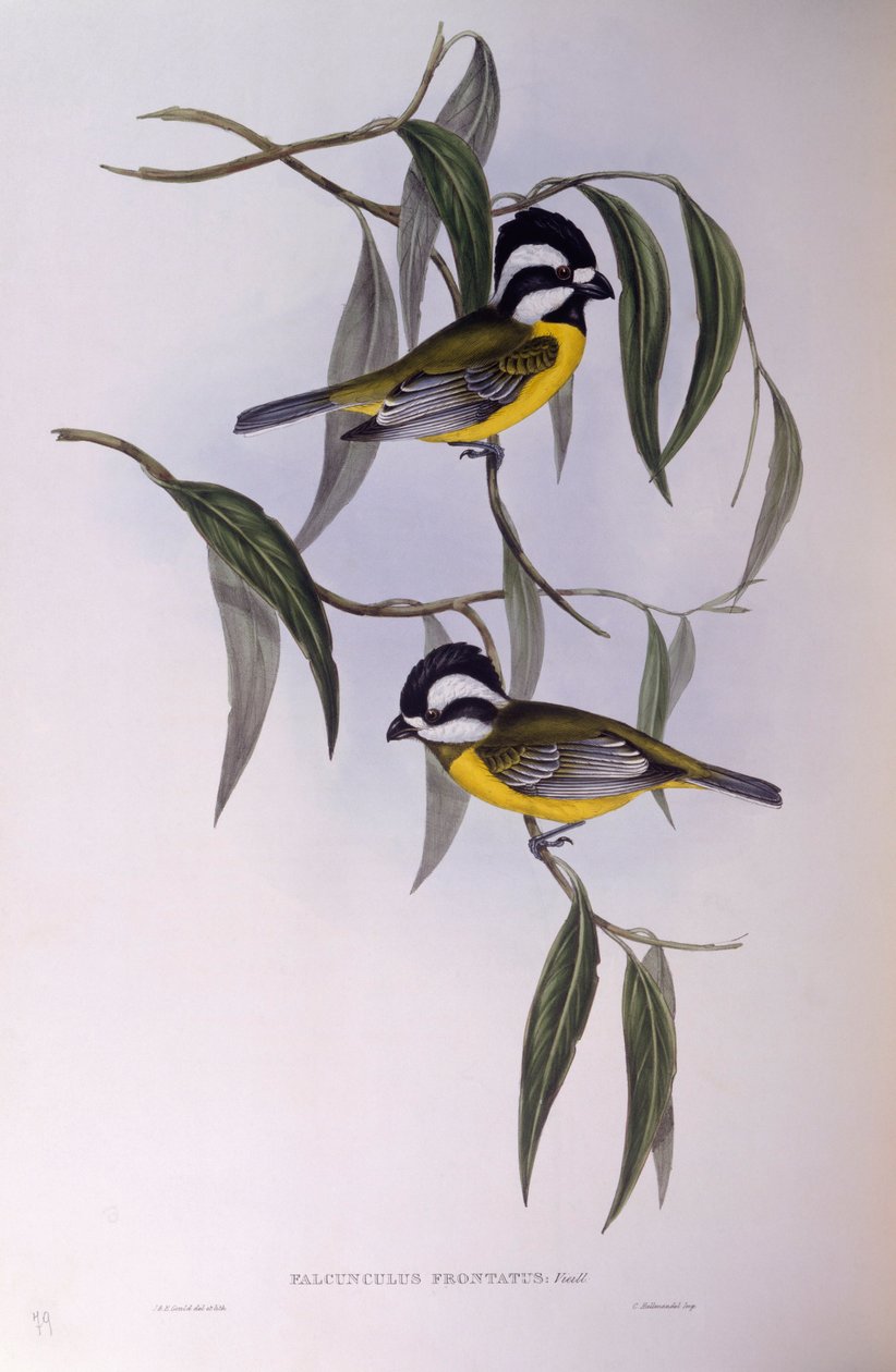 Kuifklauwier (Falcunculus frontatus), gravure door John Gould