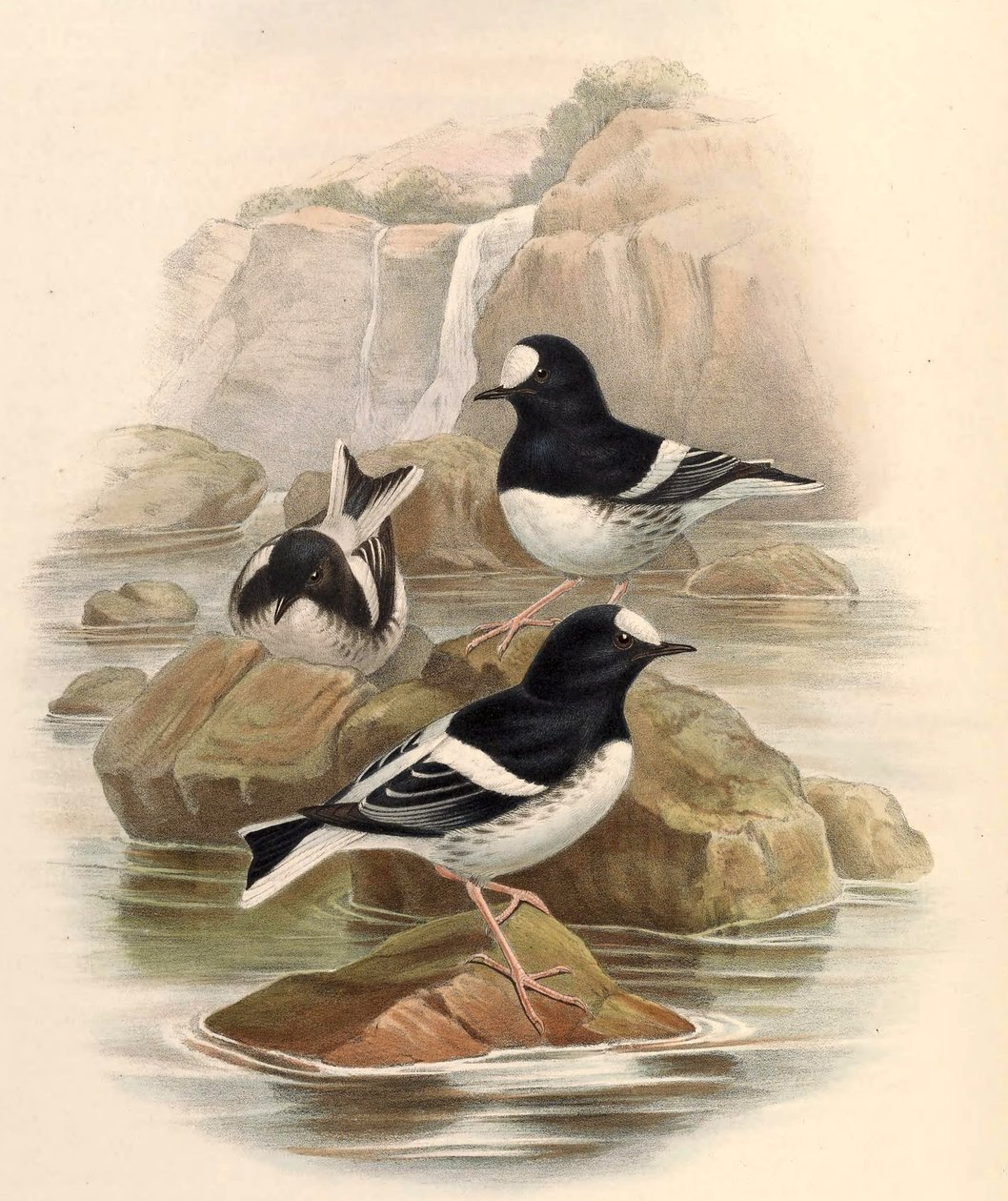 Enicurus scouleri door John Gould