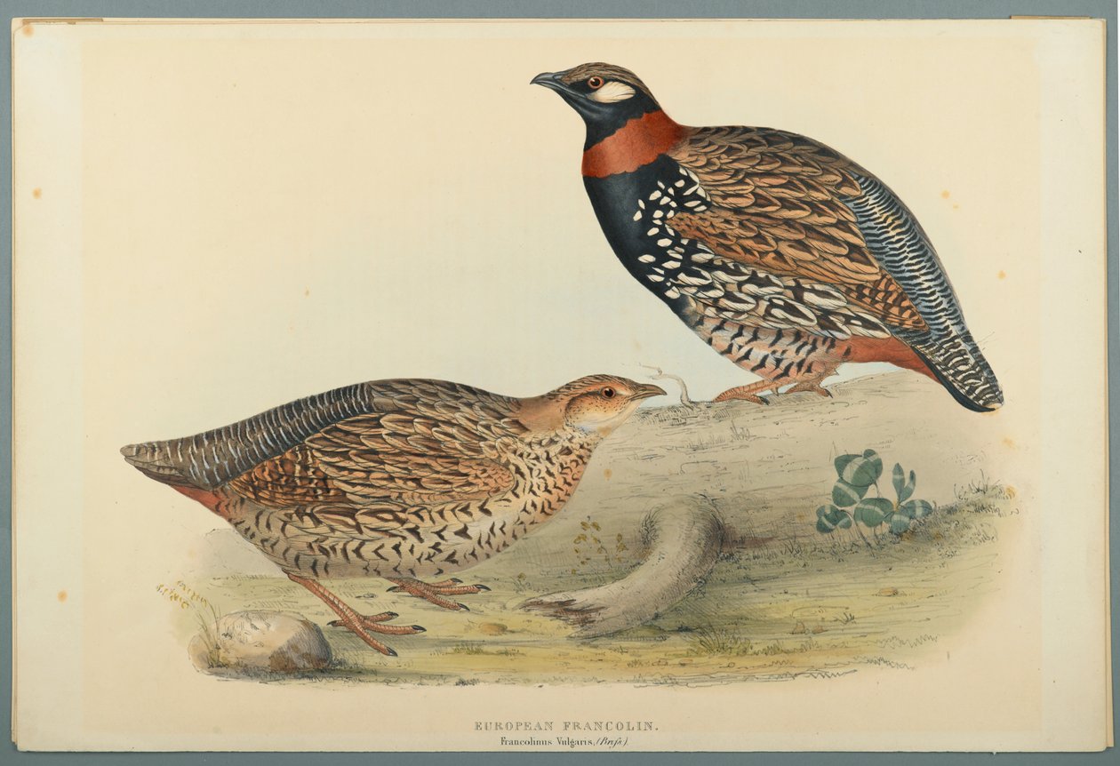 Francolinus Vulgaris: Europese Francolin door John Gould