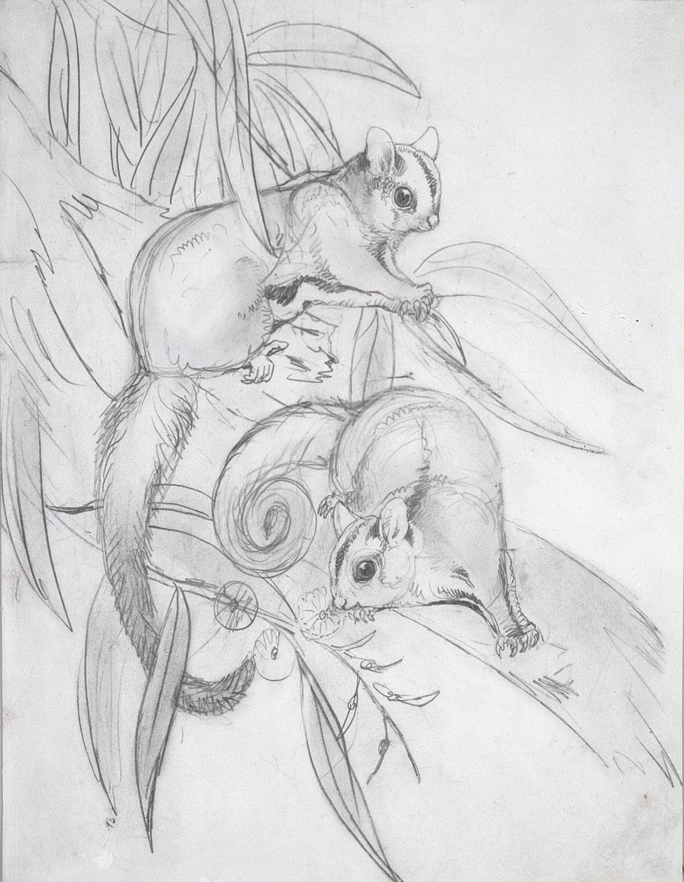 Glijdende Possums door John Gould