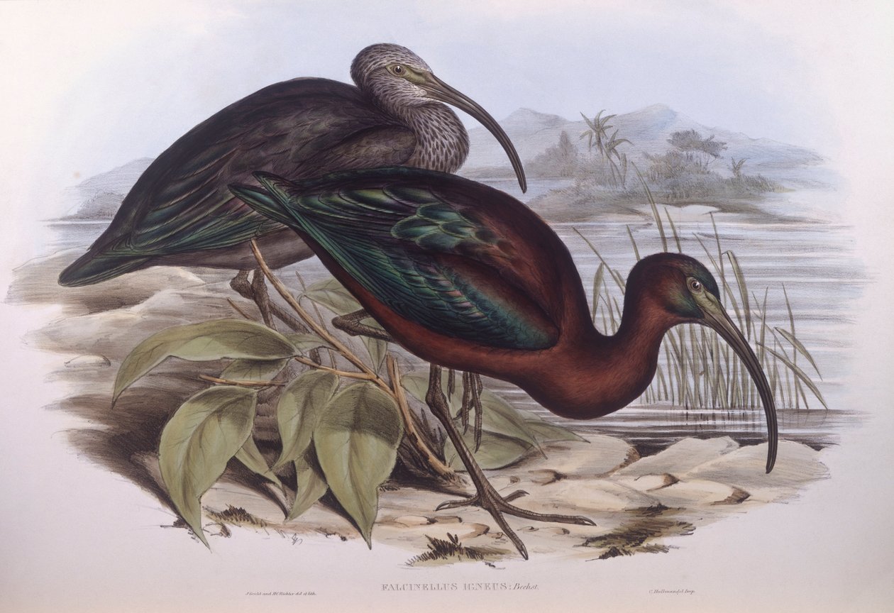 Glanzende Ibis (Plegadis falcinellus), Gravure door John Gould door John Gould