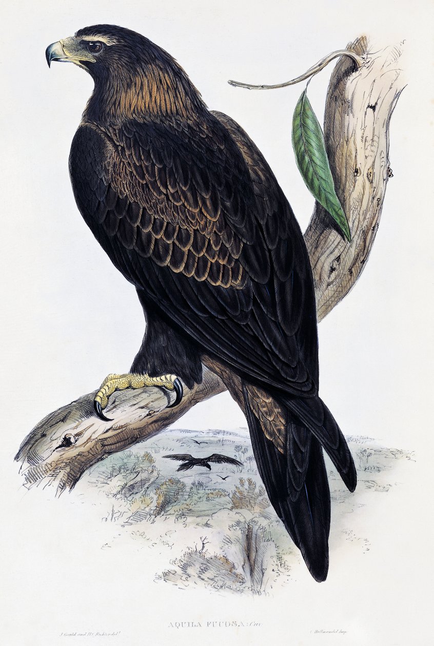 Steenarend (Aquila chrysaetos), lithografie uit Birds of Australia and Great Britain door John Gould (1804-1881), Verenigd Koninkrijk door John Gould