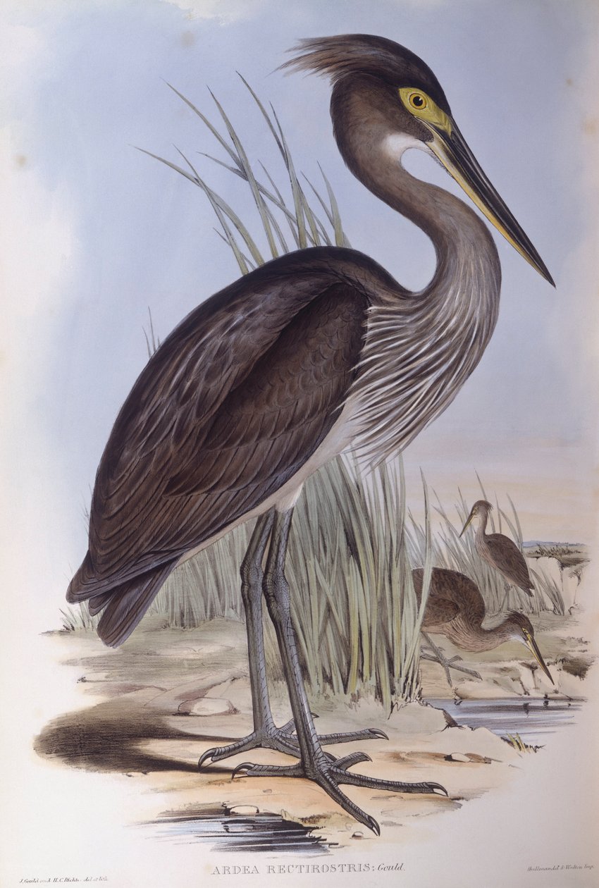 Grootbekreiger (Ardea sumatrana), gravure door John Gould door John Gould