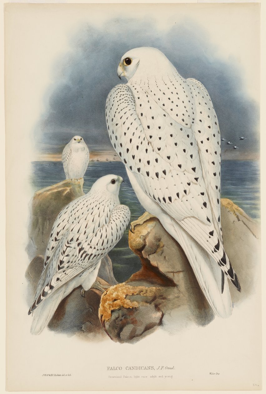 Groenlandse valk door John Gould
