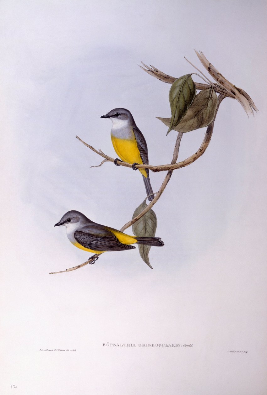 Grijsborstroodborst (Eopsaltria griseogularis), Gravure door John Gould door John Gould