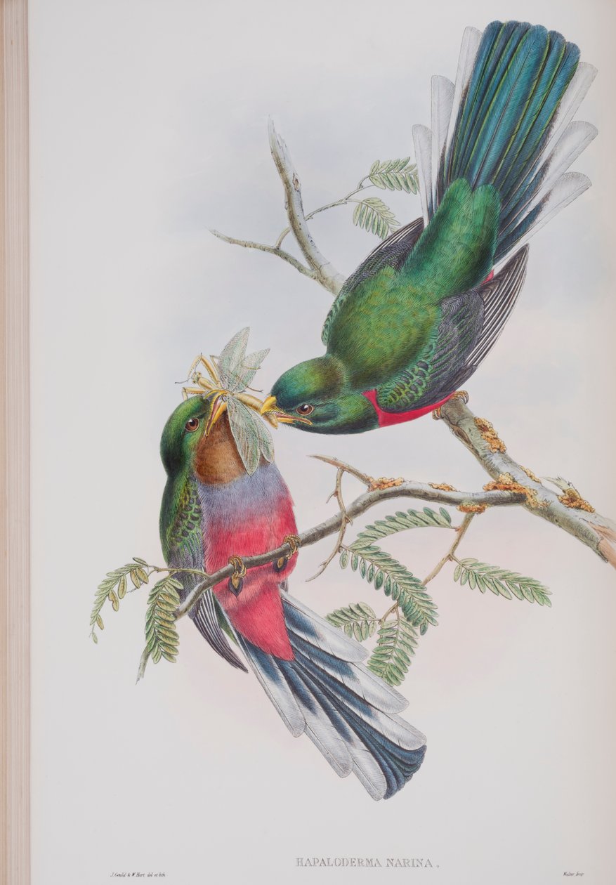 Hapaloderma Narina, plaat uit The Birds of Great Britain door John Gould, gepubliceerd 1862-73 door John Gould
