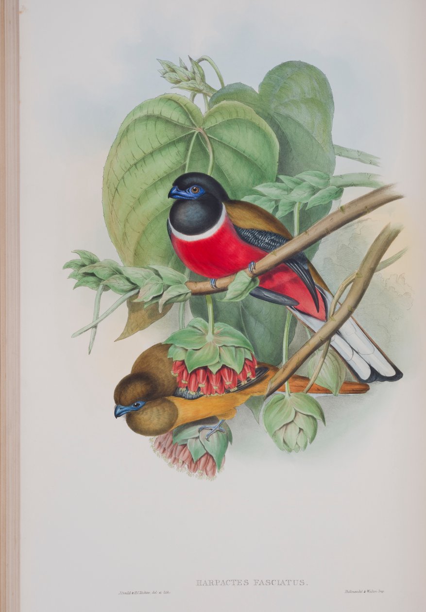 Harpactes Fasciatus, plaat uit The Birds of Great Britain door John Gould, gepubliceerd 1862-73 door John Gould