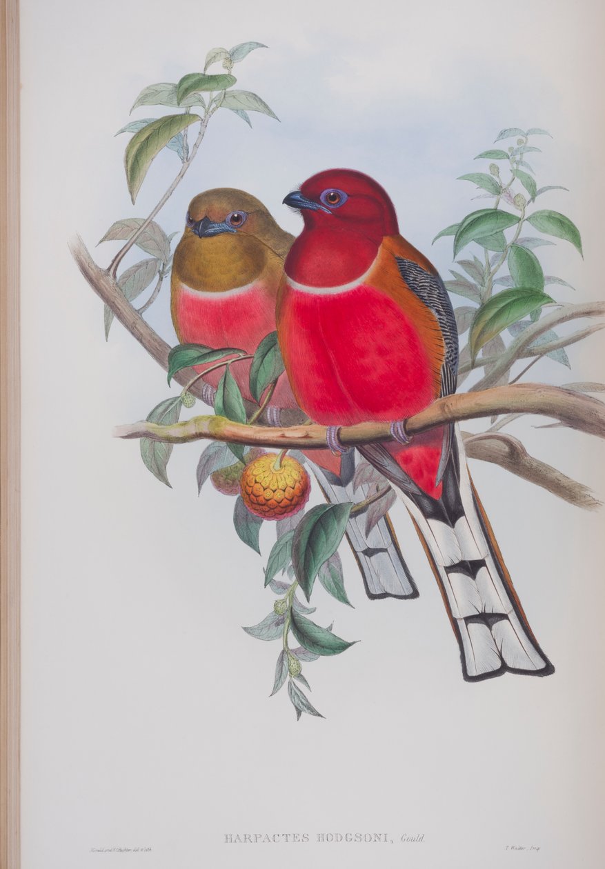 Harpactes Hodgsoni, plaat uit The Birds of Great Britain door John Gould, gepubliceerd 1862-73 door John Gould