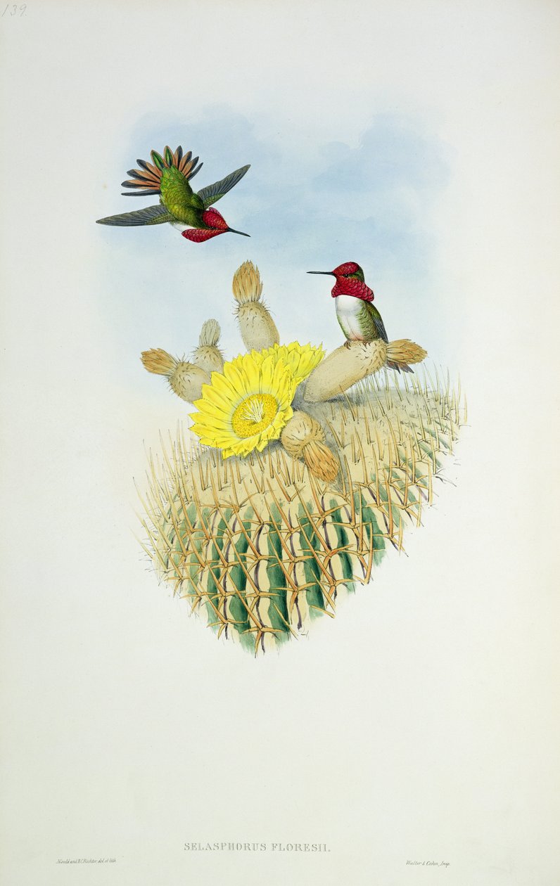 Kolibrie, gegraveerd door Walter en Cohn door John Gould