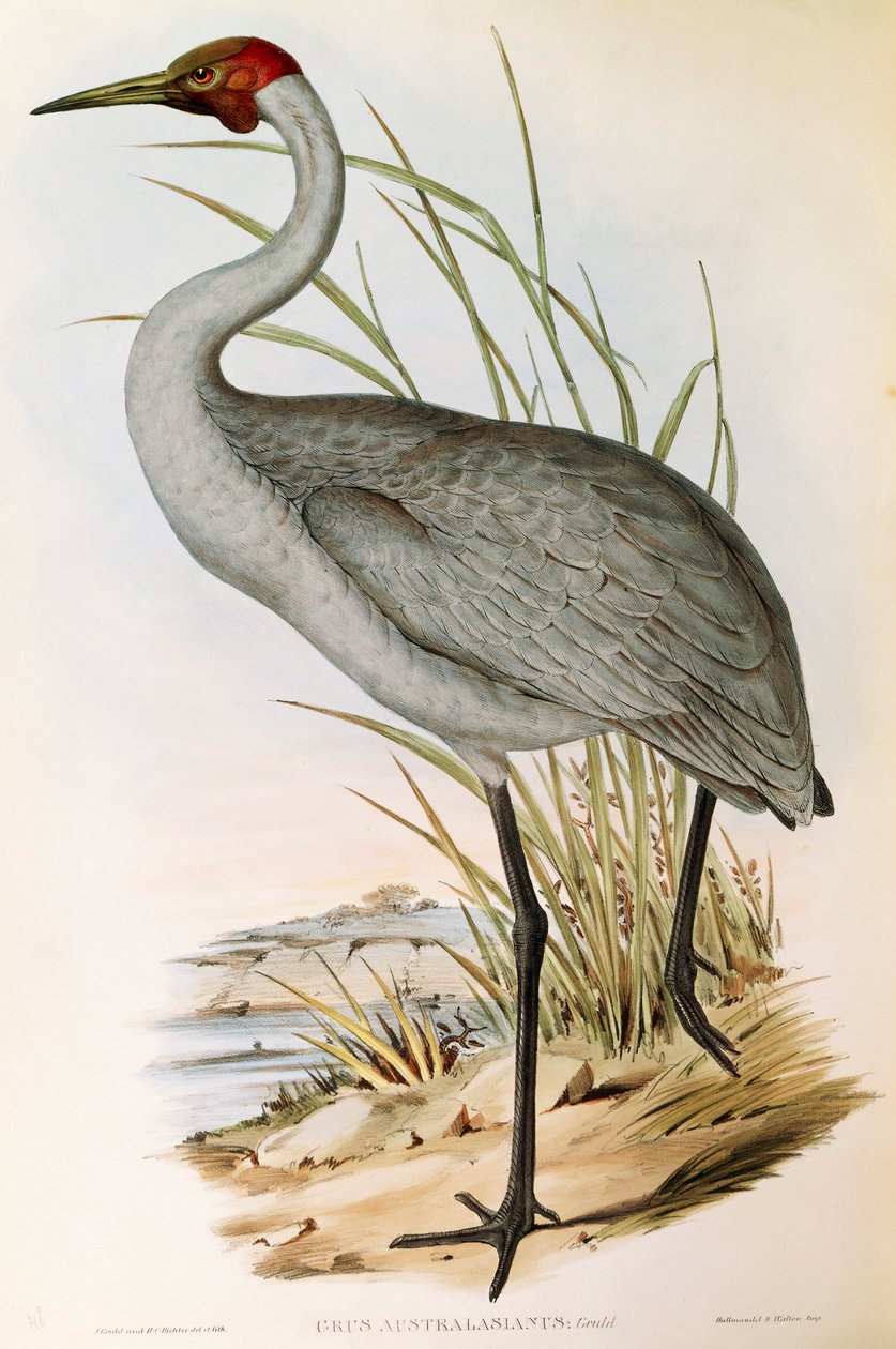 Illustratie uit John Gould
