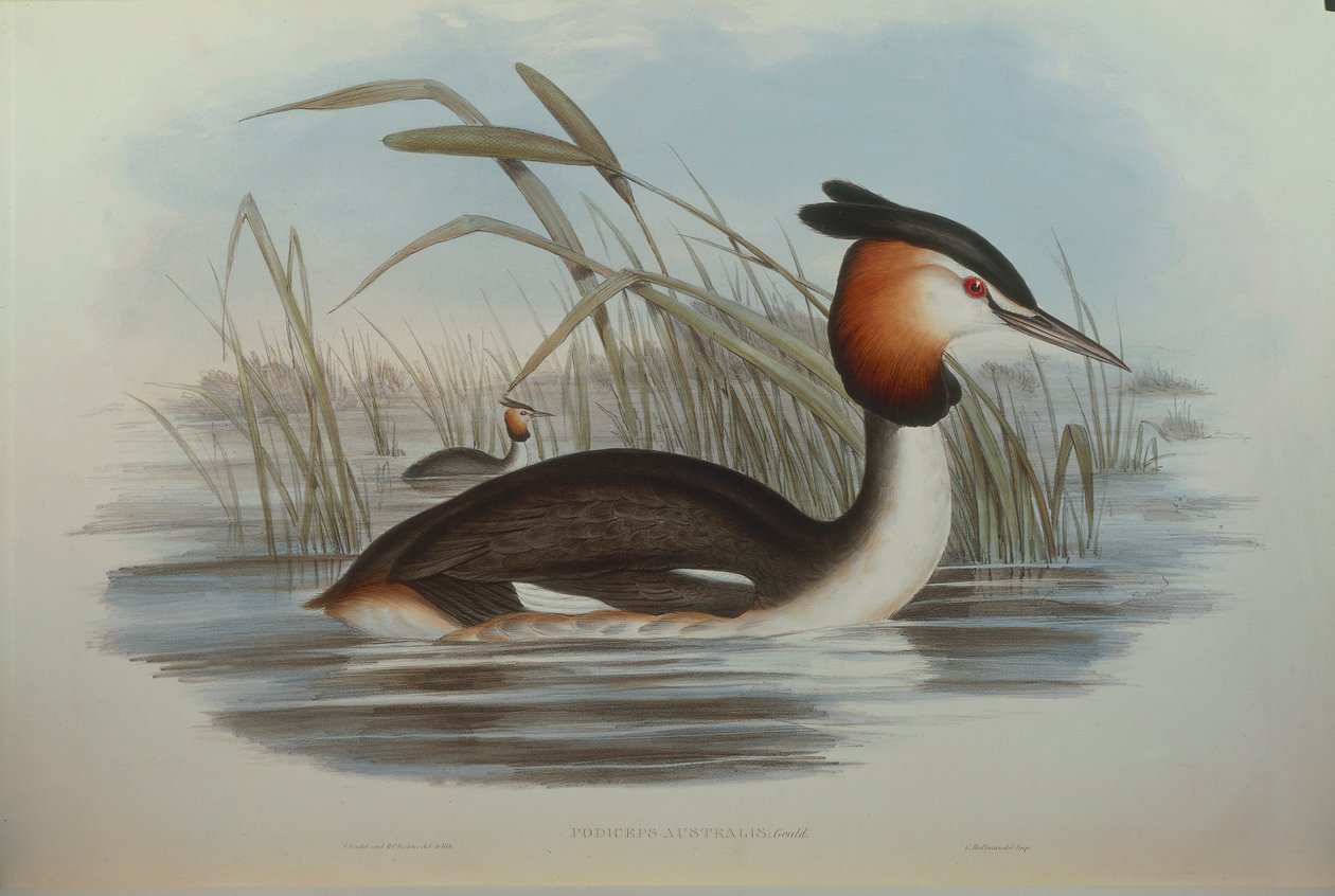 Illustratie uit John Gould