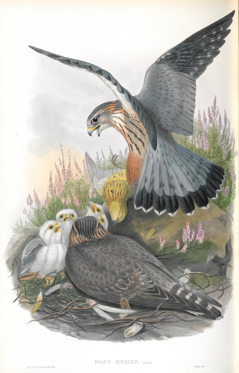 Illustratie van Falco Aesalon (Smelleken) door John Gould