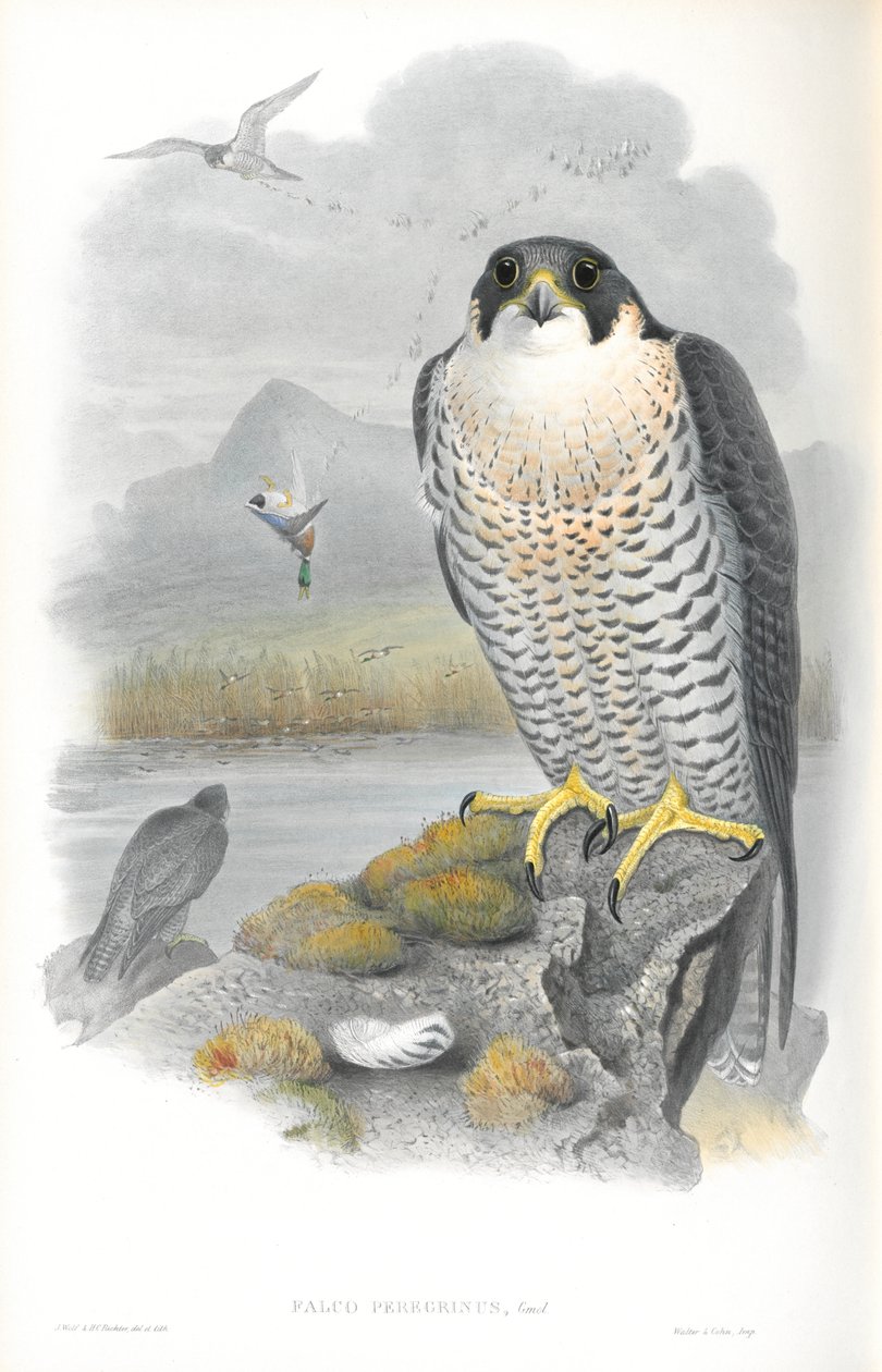 Illustratie van Falco Peregrinus (Slechtvalk) door John Gould