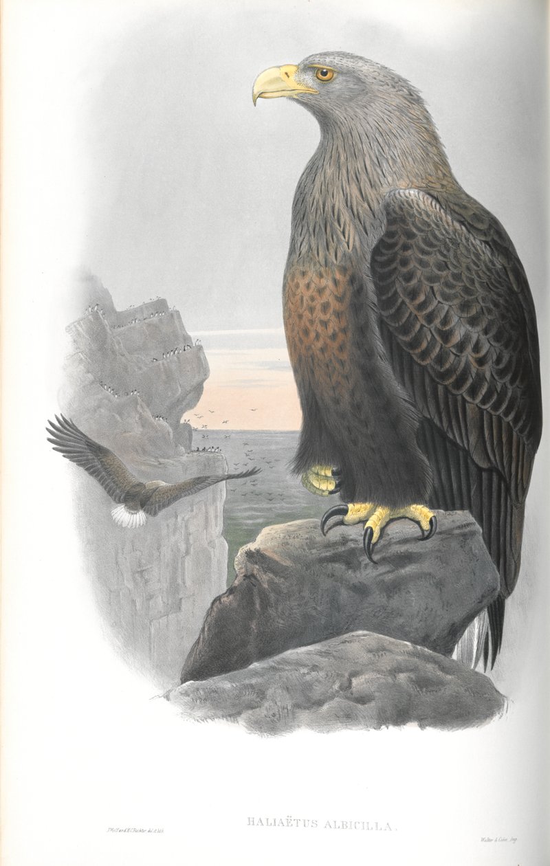 Illustratie van Haliaetus Albicilla (Zeearend) door John Gould