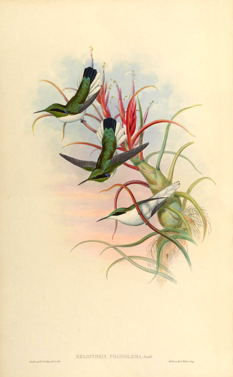 Illustratie van Heliothrix phainolaema (= Heliothryx auritus phainolaemus) (kolibrie) op Tillandsia bulbosa (bromelia) door John Gould
