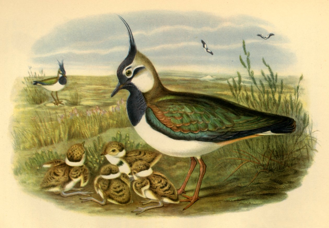 Kievit en Jong, 1865, 1942 door John Gould