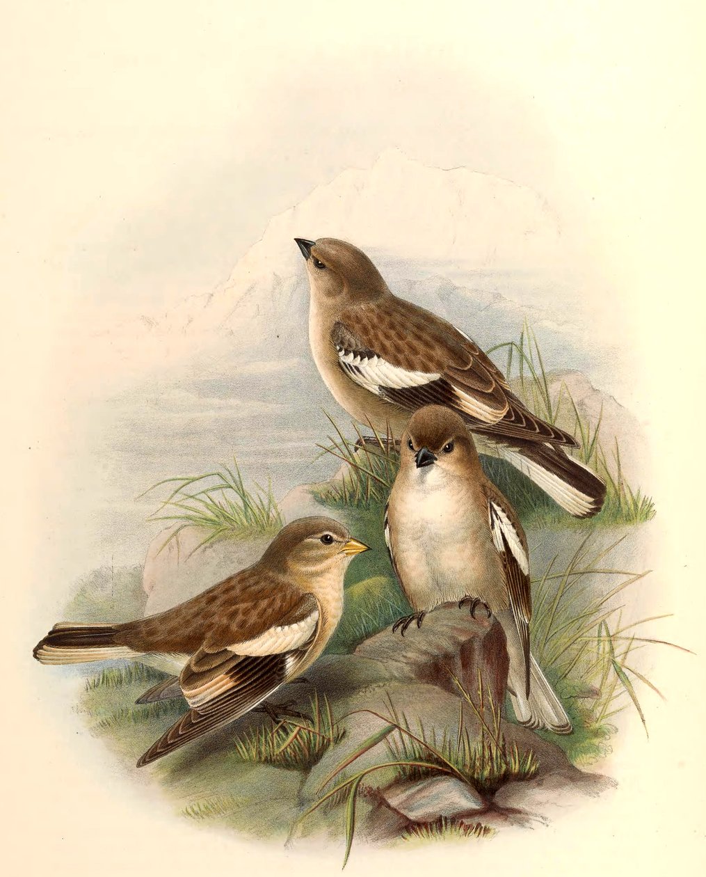 Montifringilla adamsi door John Gould