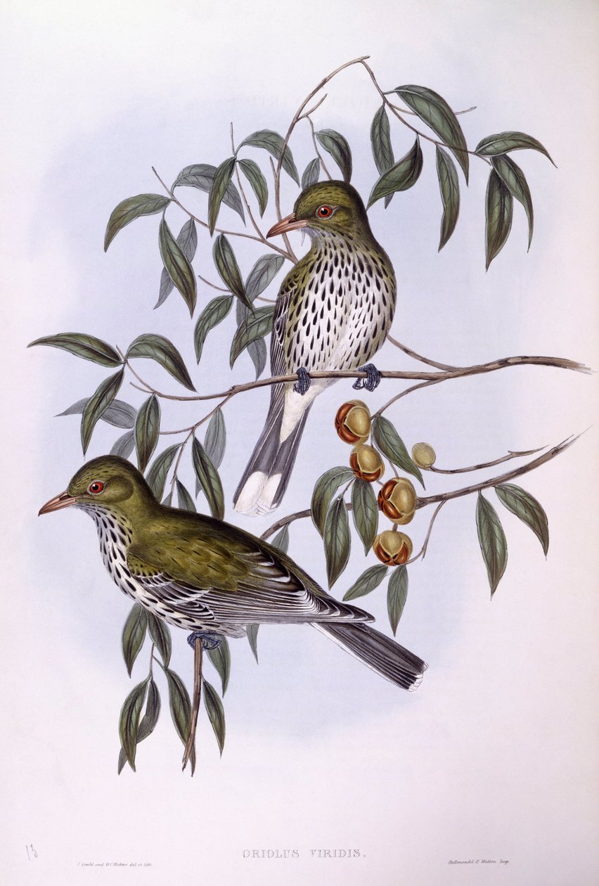 Olijfrugoriool (Oriolus sagittatus), gravure door John Gould door John Gould