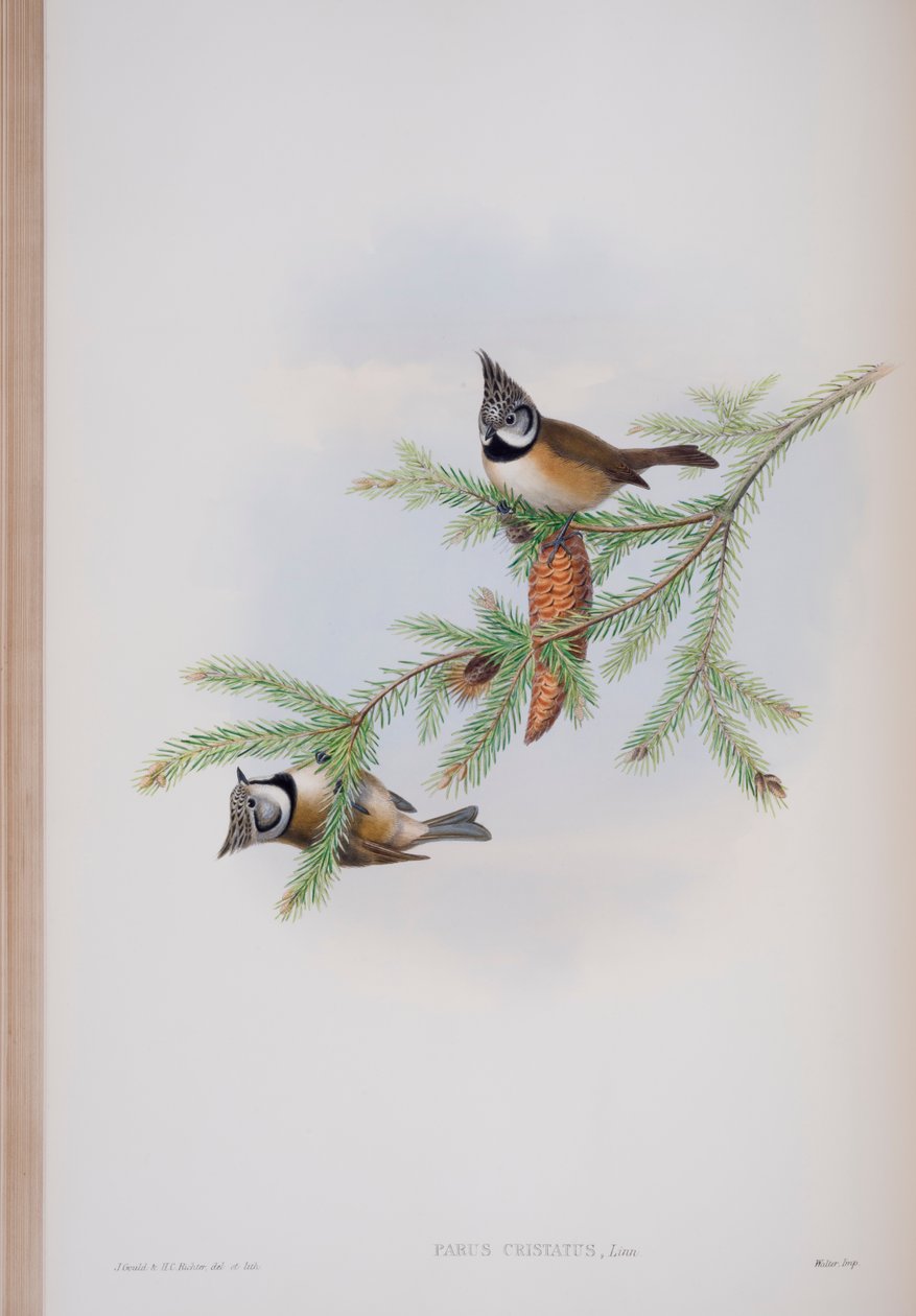 Parus Cristatus, plaat uit The Birds of Great Britain door John Gould, uitgegeven 1862-73 door John Gould