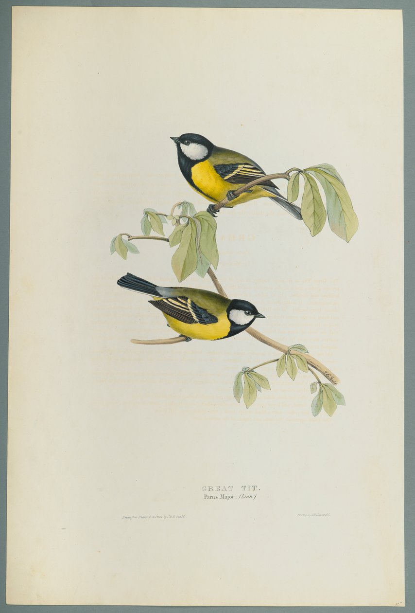Parus Major: Koolmees door John Gould