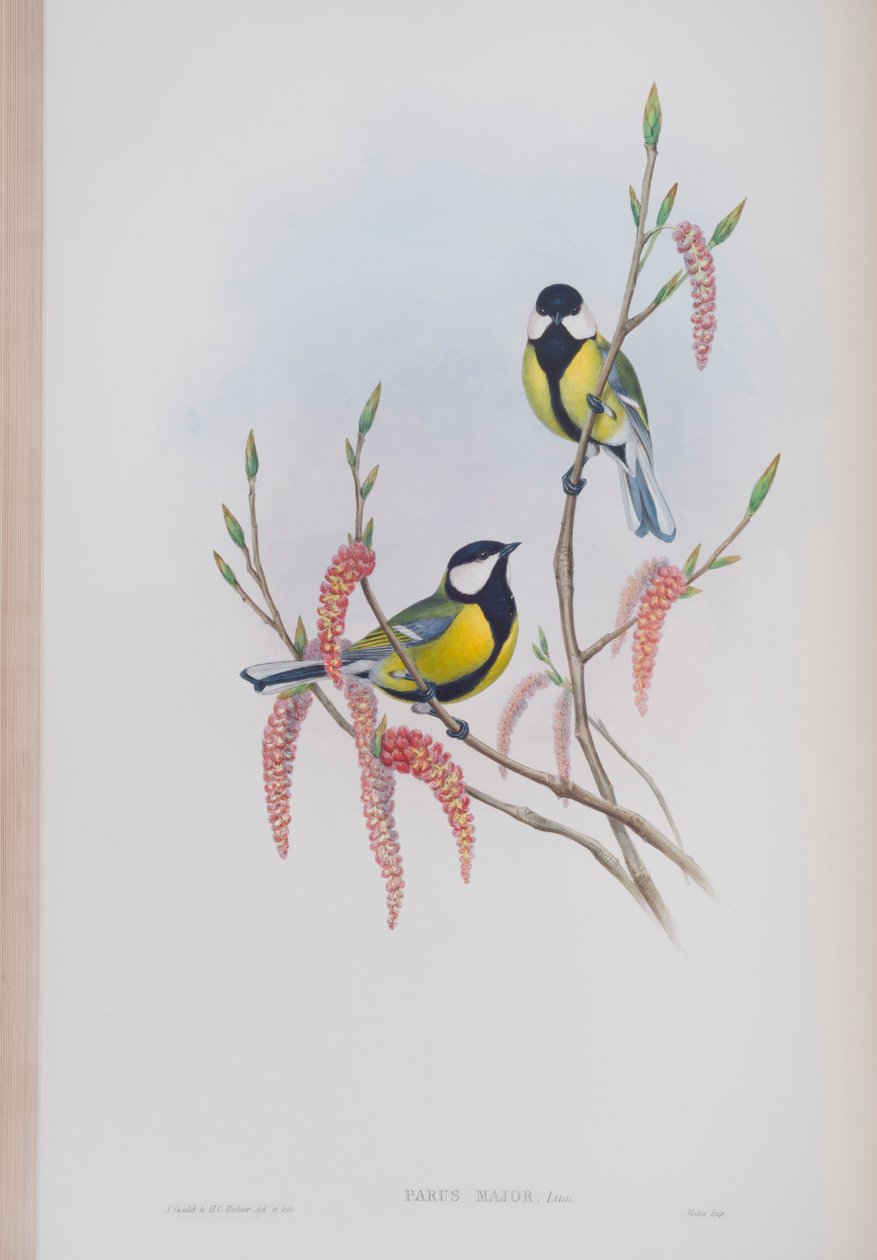 Parus Major, plaat uit The Birds of Great Britain door John Gould, uitgegeven 1862-73 door John Gould