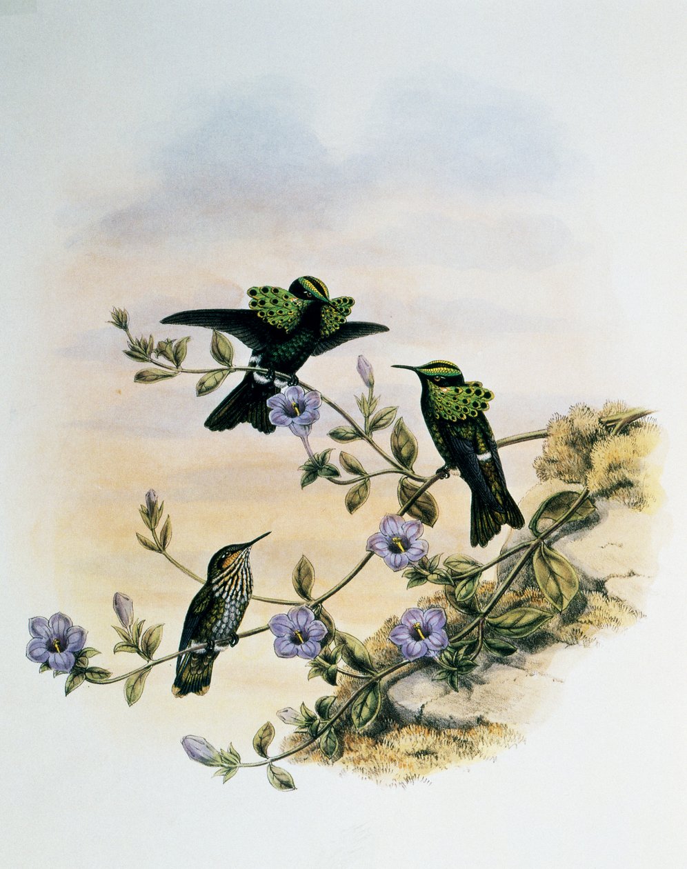 Pauw Coquette (Lophornis pavoninus), gravure uit Monografie van Trochilidae of Kolibries (1849-1861), door John Gould (1804-1881), Verenigd Koninkrijk door John Gould