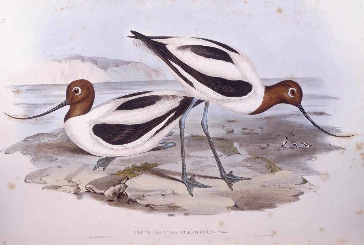 Roodnekkluut (Recurvirostra novaehollandiae), gravure door John Gould door John Gould