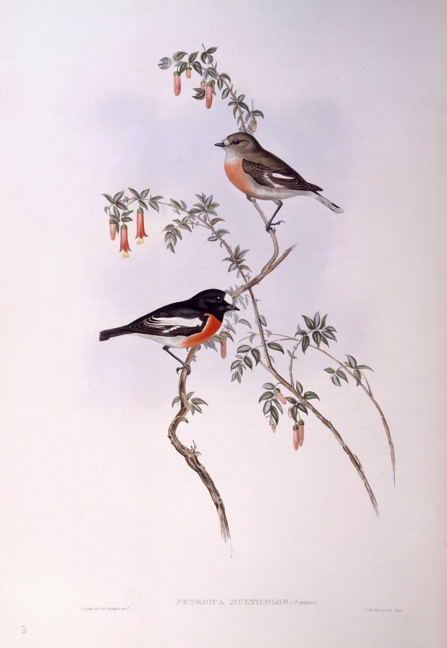 Roodborstje (Petroica multicolour), Gravure door John Gould door John Gould