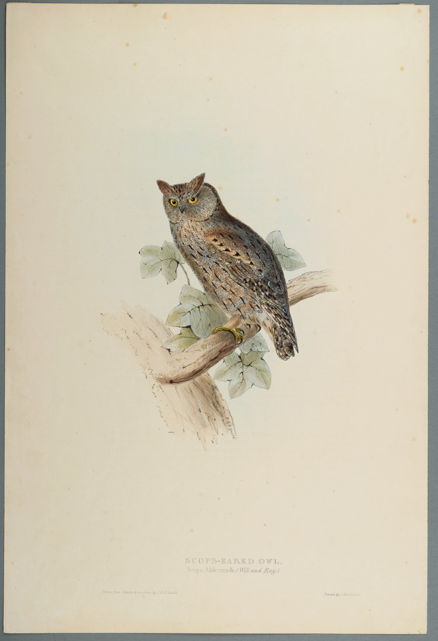 Scops Aldrovandi - Dwergooruil door John Gould
