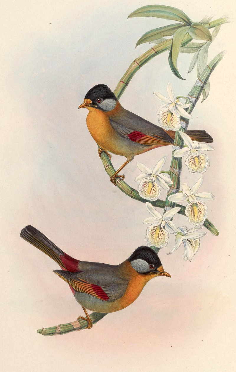Zilveroor Mesia (Zilveroor Leiothrix) Leiothrix argentauris (Hodgson) door John Gould