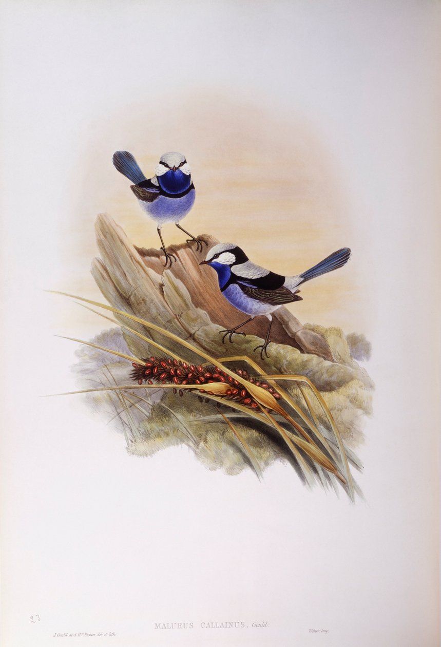 Prachtige elfje (Malurus splendens), gravure door John Gould door John Gould