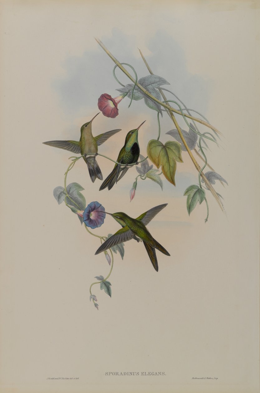 Sporadinus Elegans: St. Domingo Kolibrie door John Gould