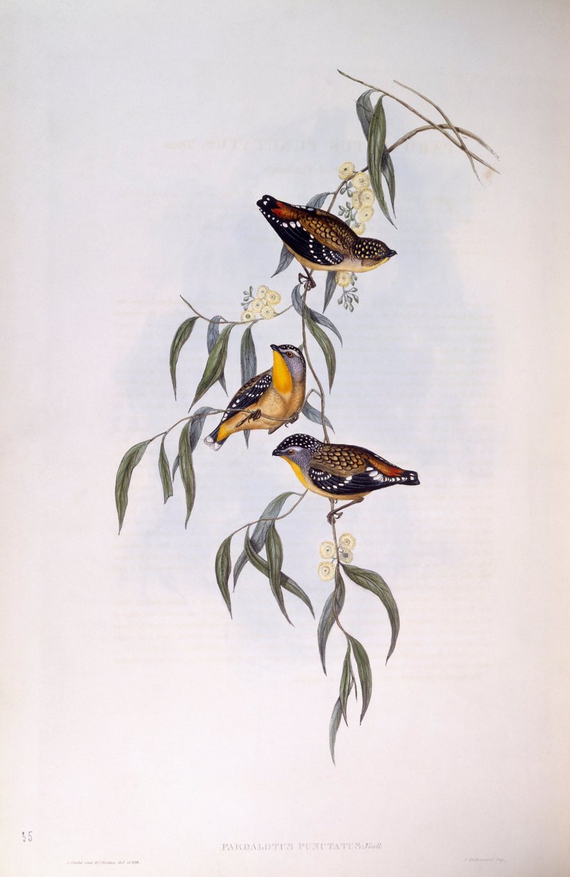 Gevlekte Pardalote (Pardalotus punctatus), Gravure door John Gould door John Gould