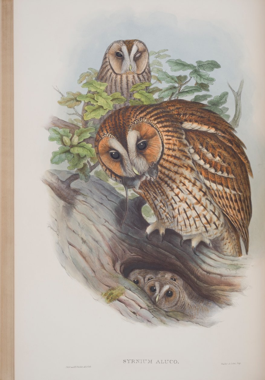 Syrnium Aluco, plaat uit The Birds of Great Britain door John Gould, 1862-73 door John Gould