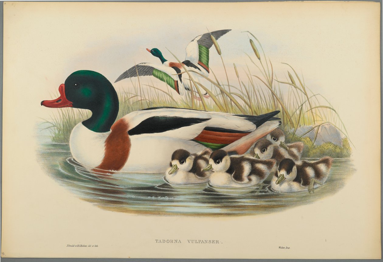 Tadorna Vulpanser: Bergeend door John Gould