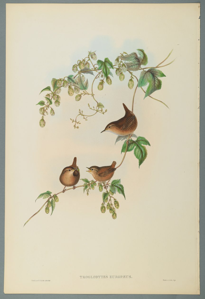 Troglodytes Europaeus - Winterkoning door John Gould
