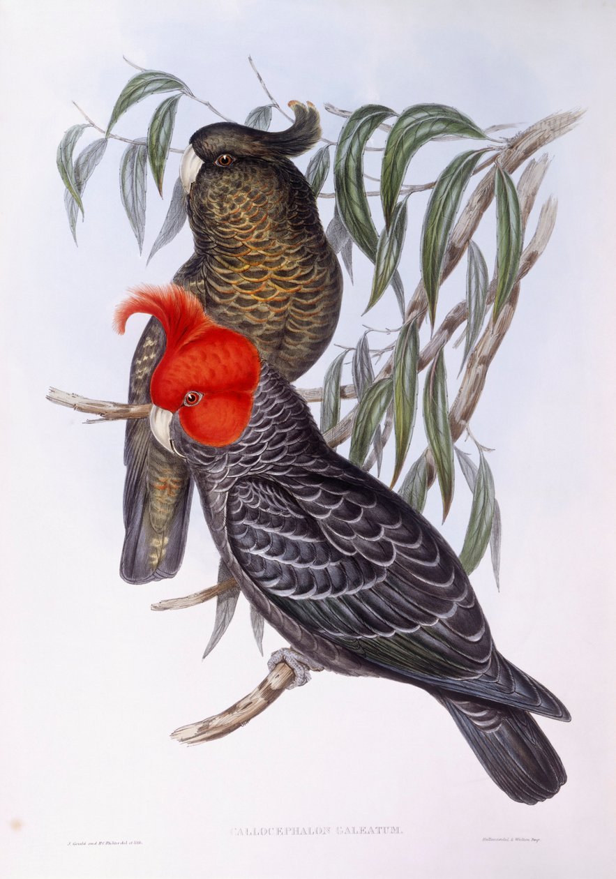 Twee papegaaien zittend op tak, gravure door John Gould