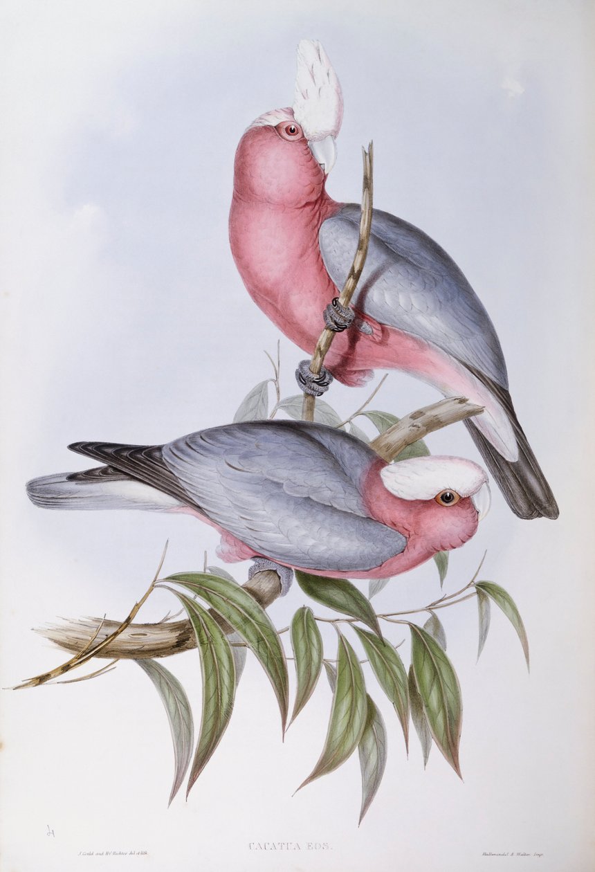 Violetnek lori (Eos squamata), gravure door John Gould door John Gould
