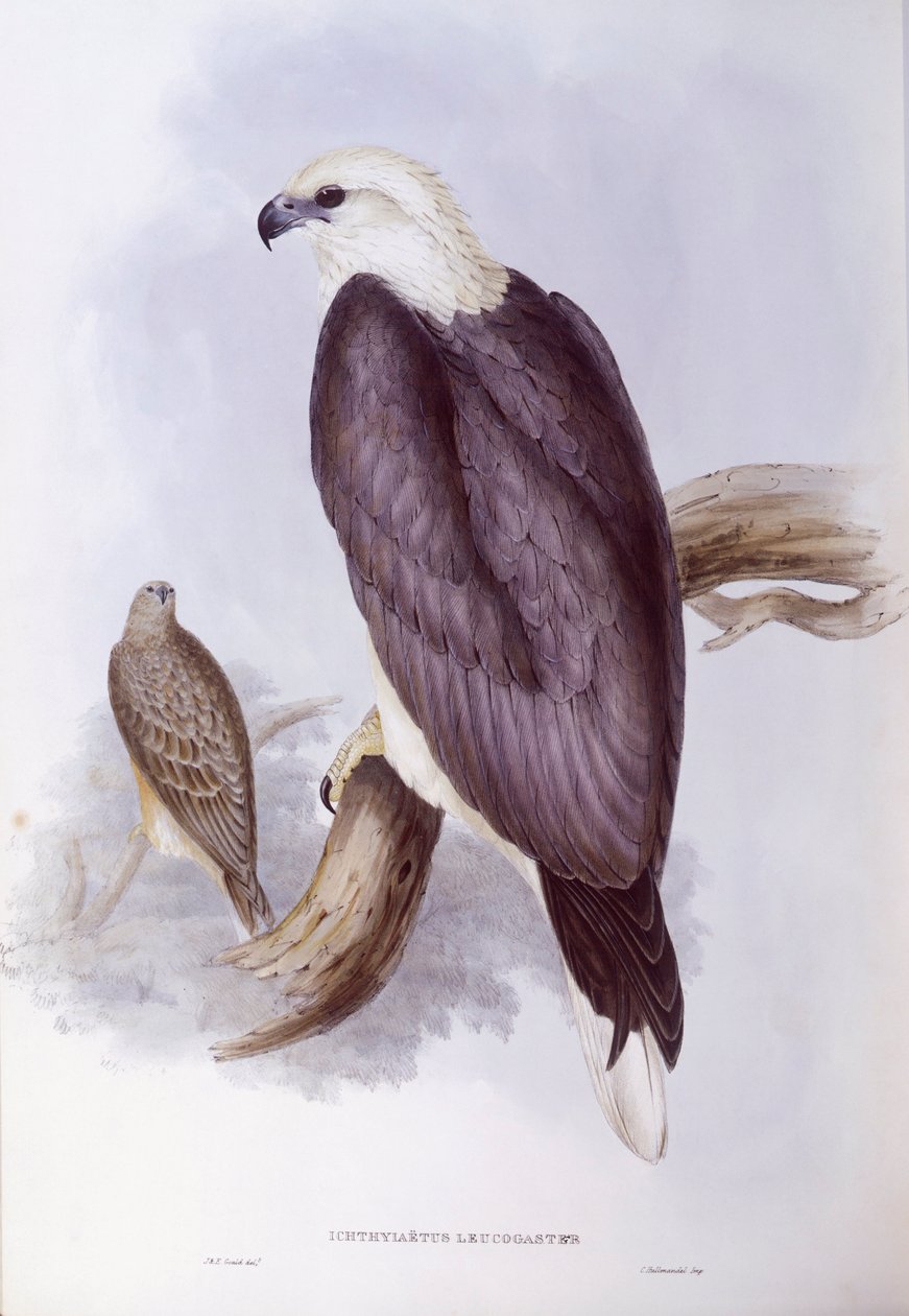 Witbuikzeearend (Haliaeetus leucogaster), gravure door John Gould door John Gould