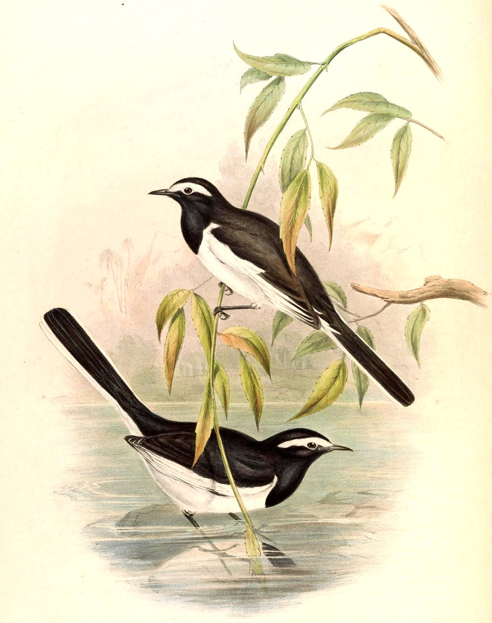 Witte Wagtail (Grote Bonte Wagtail) Motacilla maderaspatensis Gmelin door John Gould