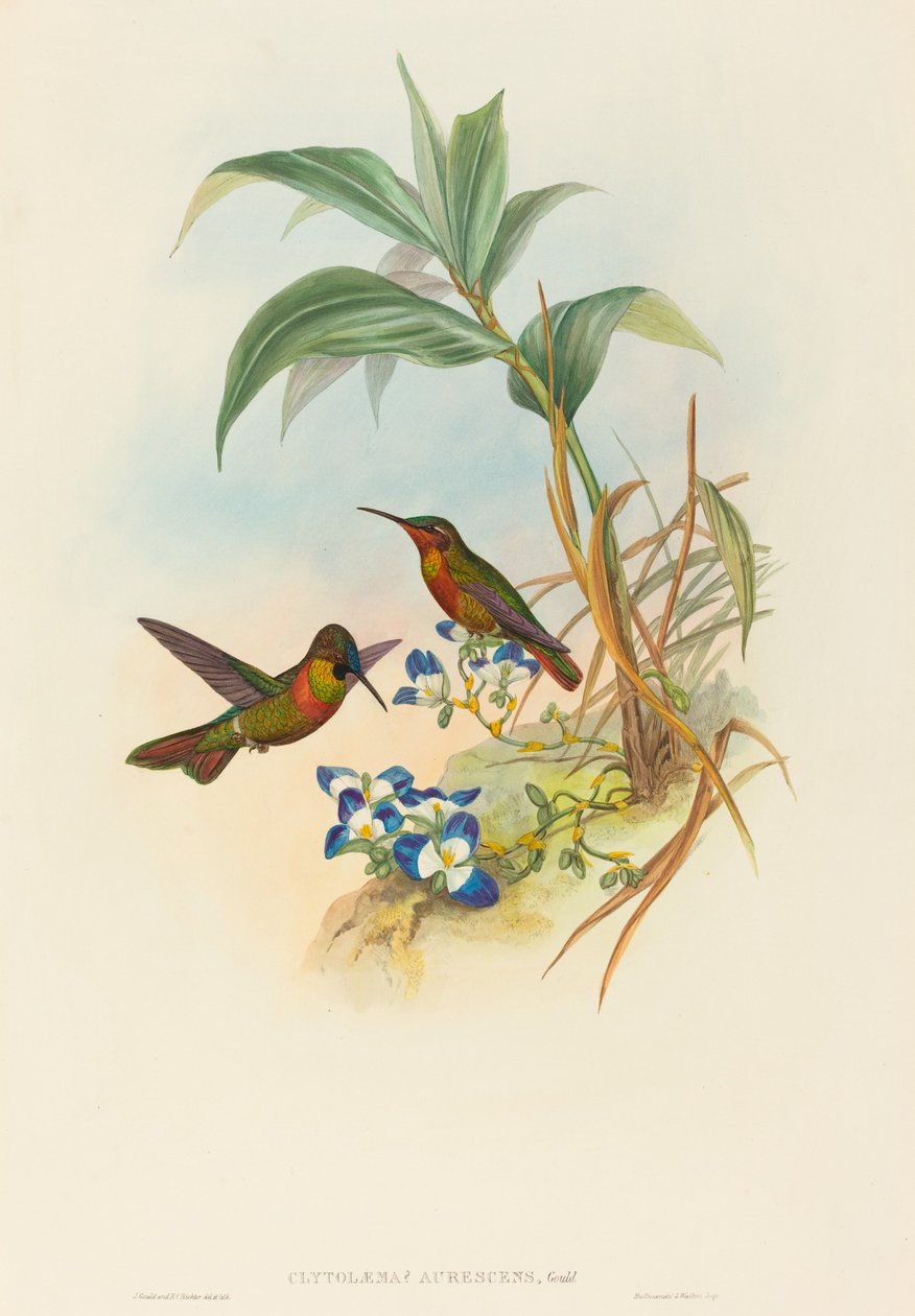 Clytolaema aurescens (Banded Ruby of Gould