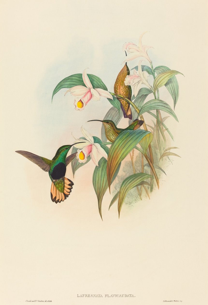 Lafresnaya flavicaudata (Buff-tailed Velvet-breast) door John Gould and H.C. Richter