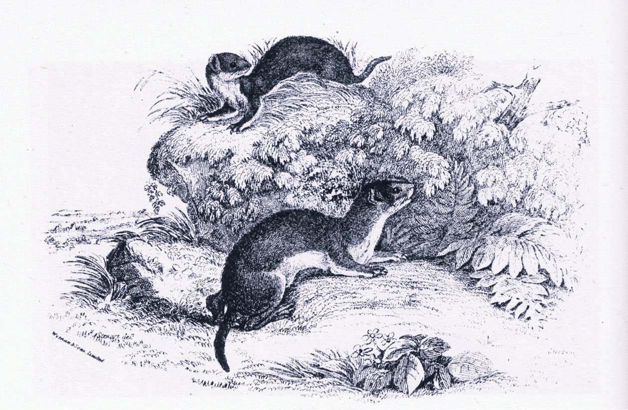 Studies van dassen, Natuur in Groot-Brittannië uitgegeven door Collins door John Guille Millais