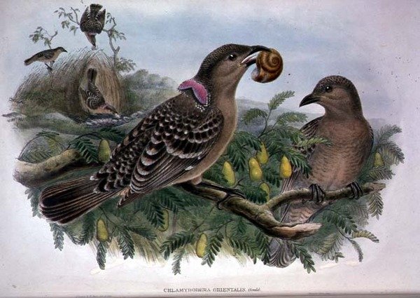 Chlamydera Orientalis door John and Hart William Gould