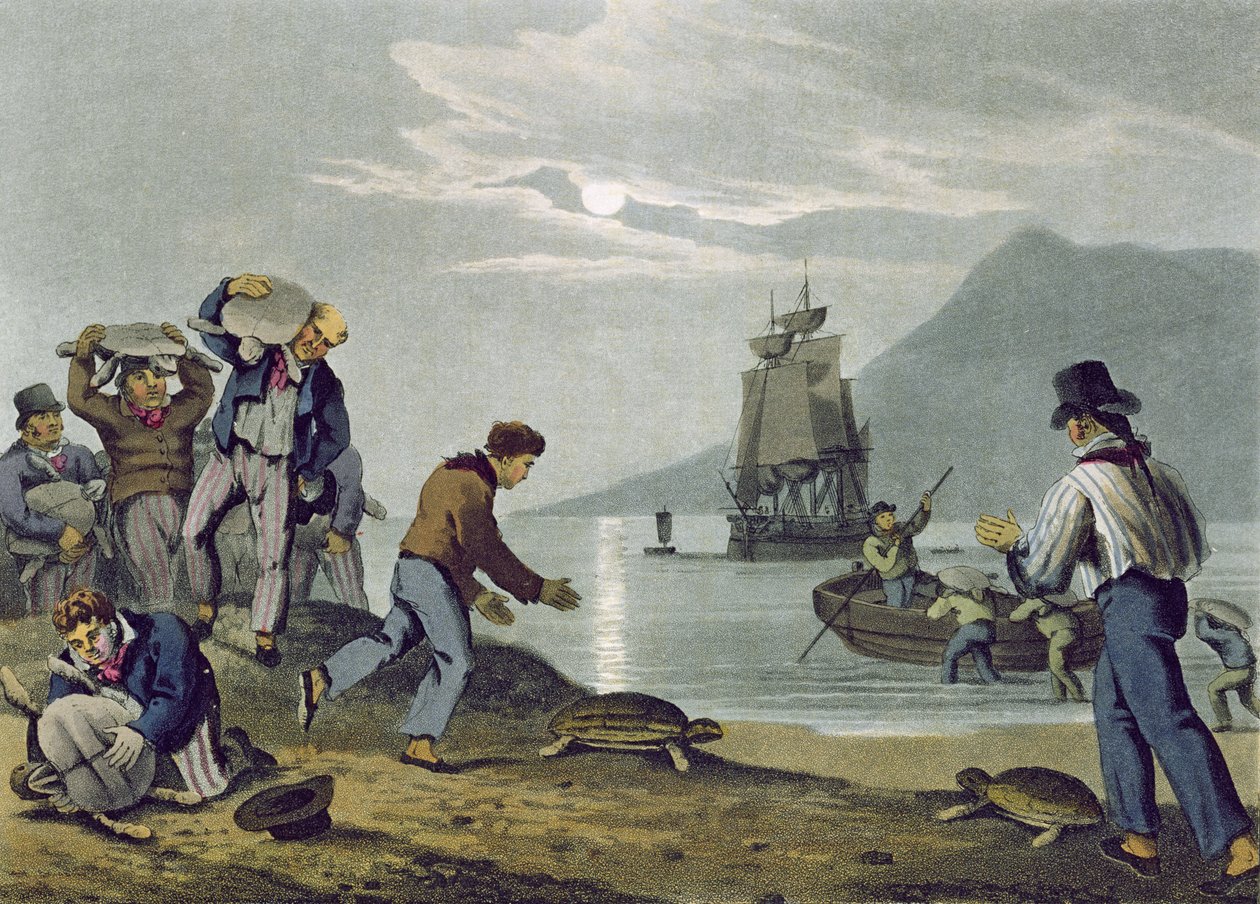 Schildpadden Vangen op Land, gegraveerd door Matthew Dubourg, gepubliceerd door Edward Orme, 1813 door John Heaviside Clark