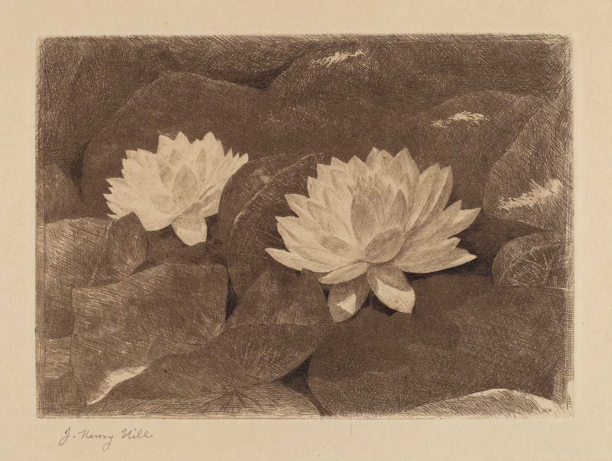Waterlelies door John Henry Hill